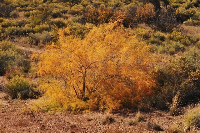 autumn in the park